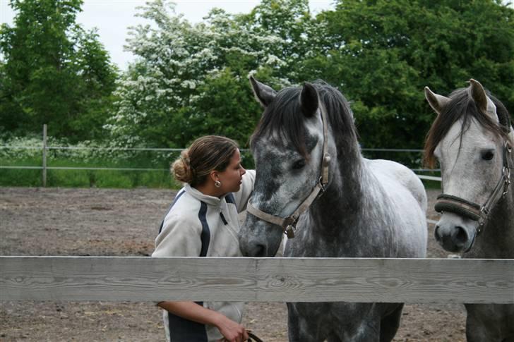 Lipizzaner Louis Vuitton (solgt) billede 5