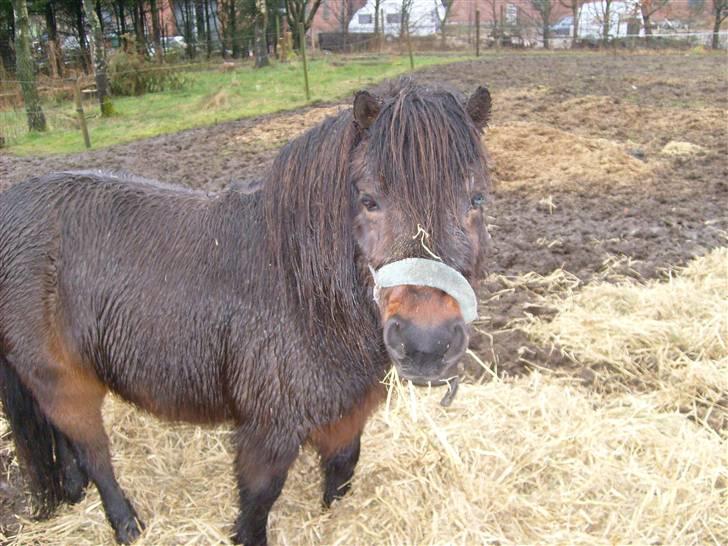 Shetlænder Tarzan - velkommen til tarzan s profil billede 1