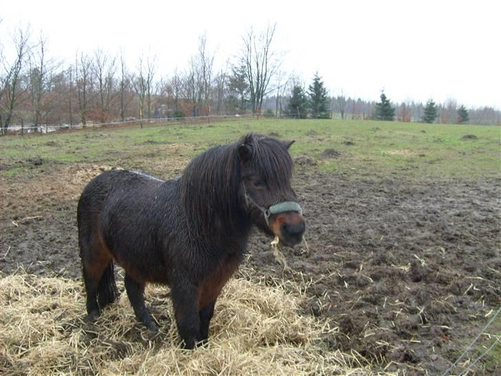 Shetlænder Tarzan - spiser billede 2