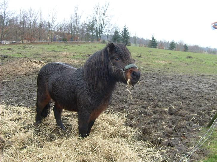 Shetlænder Tarzan - min lille tykke shetlænder billede 3