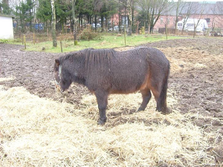 Shetlænder Tarzan - spiser billede 4