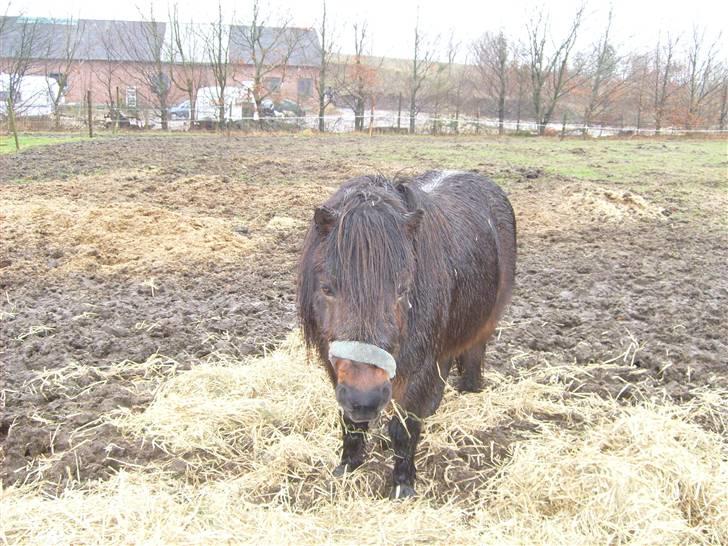 Shetlænder Tarzan - jeg vil aldrig glemme dig min lille tykke bamse billede 5