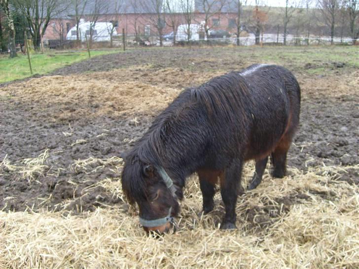 Shetlænder Tarzan - du er bare så sød billede 6
