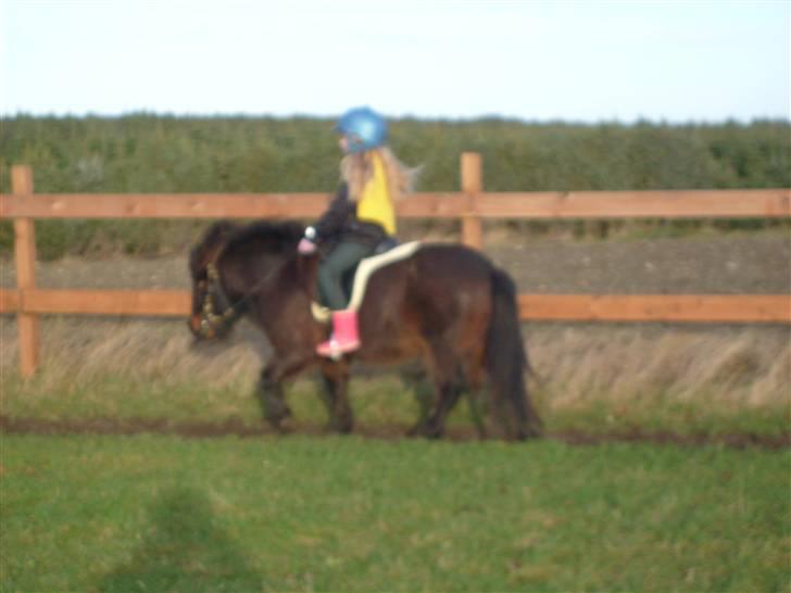 Shetlænder Tarzan - min lille søster julie der rider tarzan billede 7