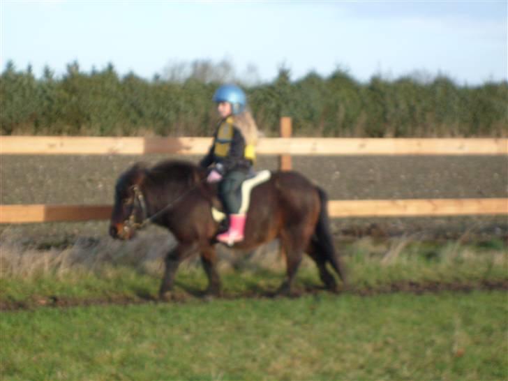 Shetlænder Tarzan - og her rider de igen tak fordi i kigget med billede 8