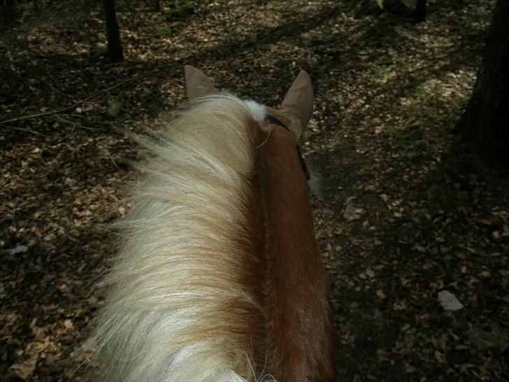 Haflinger WHISKY - Den smukke i naturen :'D <3 billede 8