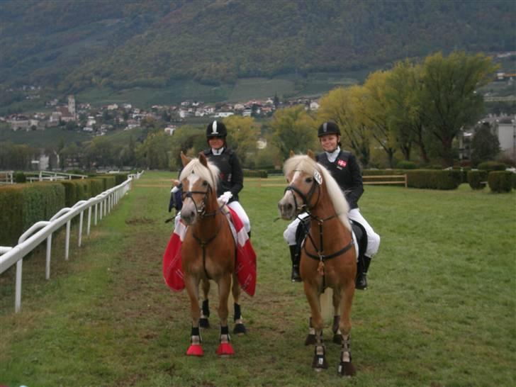 Haflinger WHISKY - halvsøskendene i Italien - Jaja, de ligner da hinanden en smule d; <3  (Anzit & Whisky) billede 9