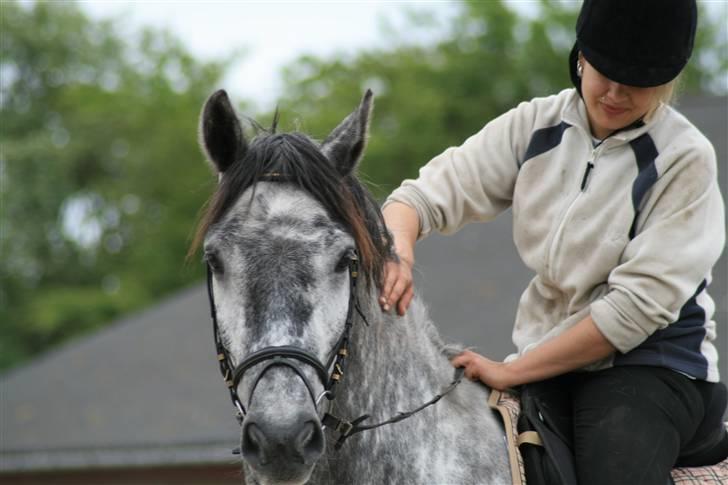 Lipizzaner Louis Vuitton (solgt) billede 6