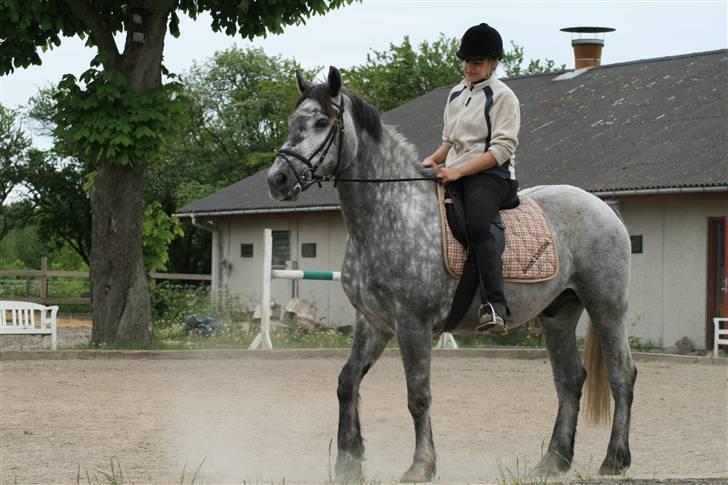 Lipizzaner Louis Vuitton (solgt) billede 7