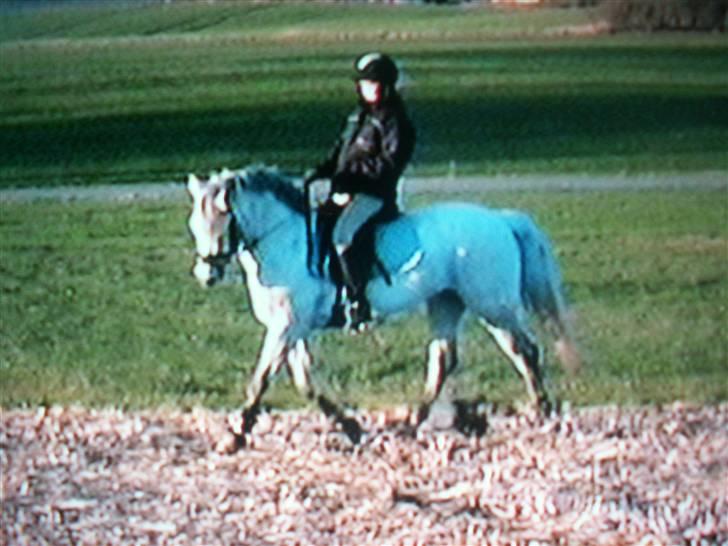 Connemara Cantali (SOLGT) - igen dressur på marken .  billede 12