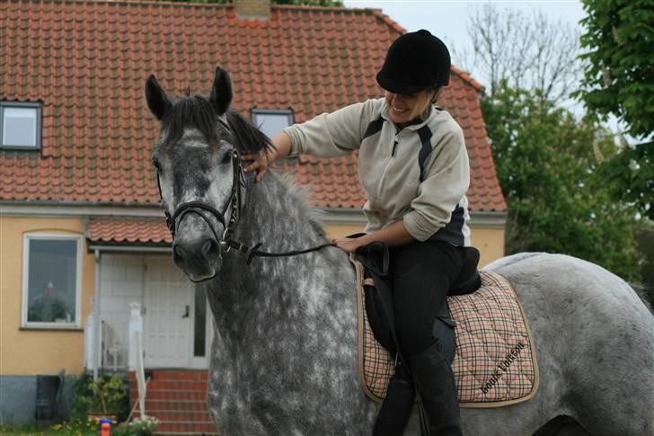Lipizzaner Louis Vuitton (solgt) billede 8
