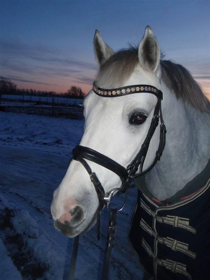 Connemara Banks Miro - Miro ved solnedgang i sneen <3 billede 1