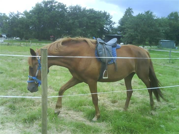 Anden særlig race Stald Amour´s Shana - Her ha vi lavet en god Join Up og dejlig follow up- 5 min efter sad jeg på hende. billede 2