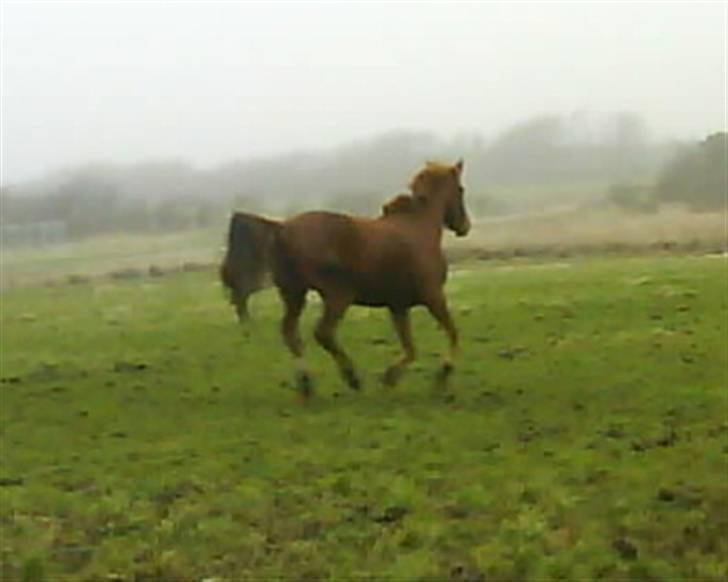 Anden særlig race Stald Amour´s Shana - Så skal der Leges billede 4