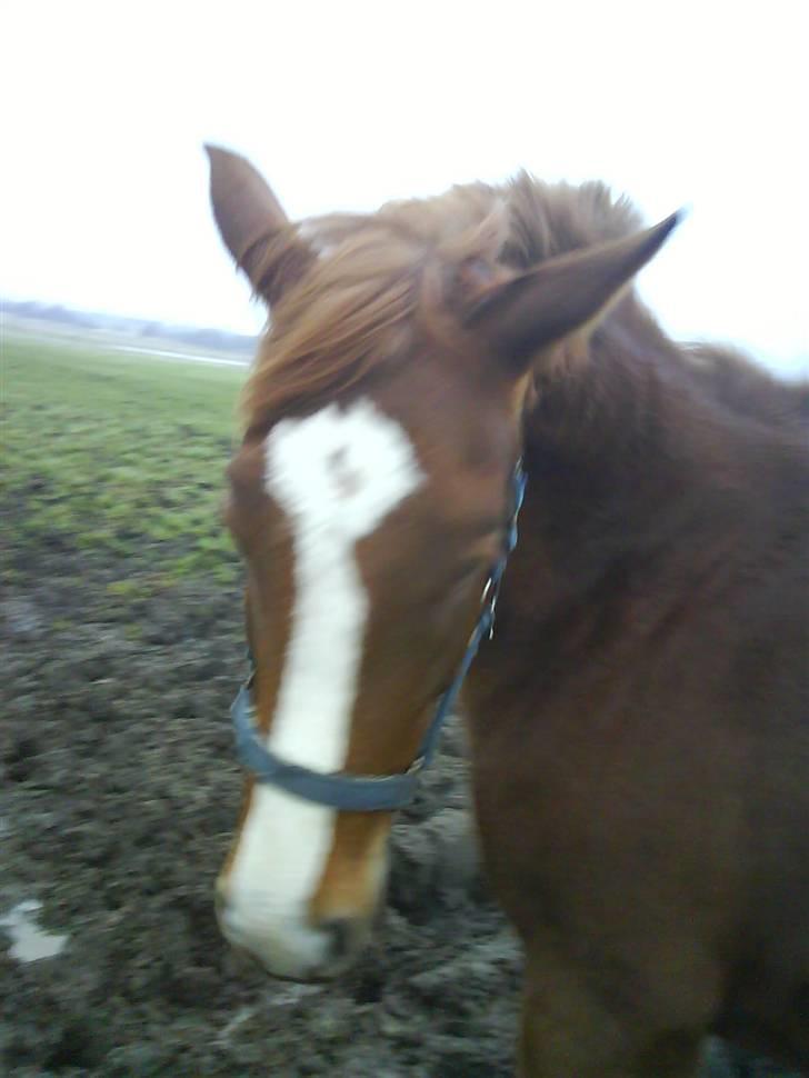 Anden særlig race Stald Amour´s Shana - nyder at stå og hvile billede 6