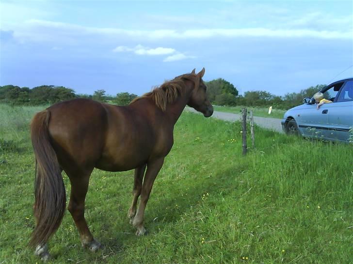 Anden særlig race Stald Amour´s Shana - På sommergræs i 2007 billede 7