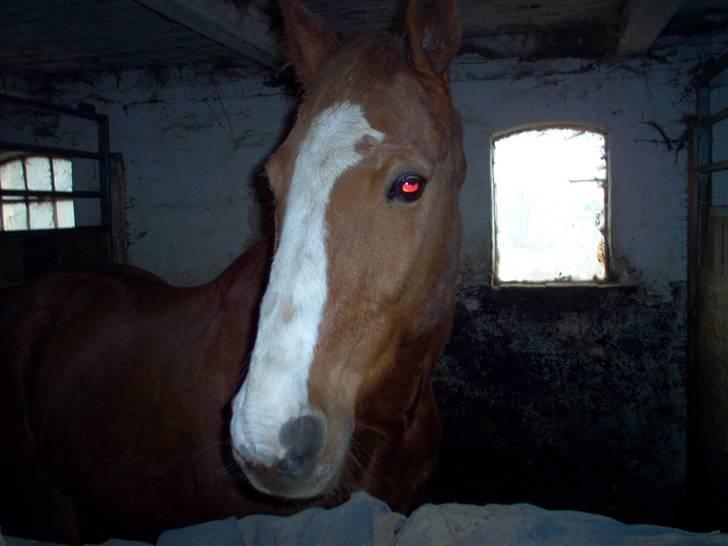 Anden særlig race robin (SOLGT) - uhh var der lige noget spændene billede 1