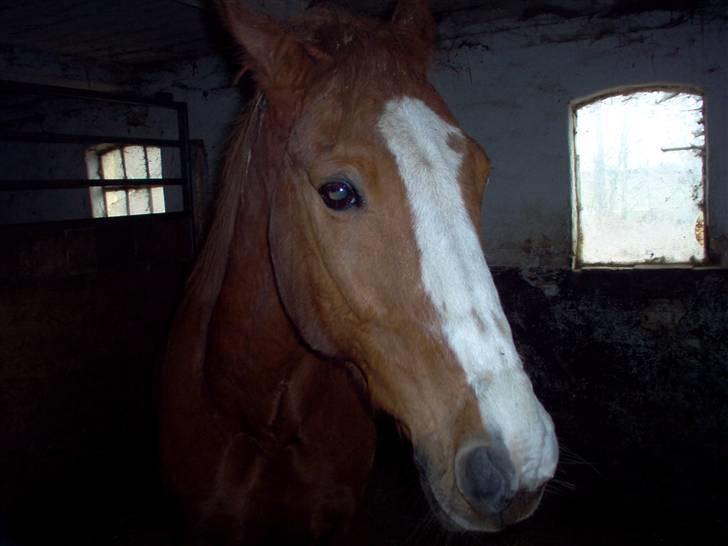 Anden særlig race robin (SOLGT) - der er lidt mørkt men man kan se det billede 2