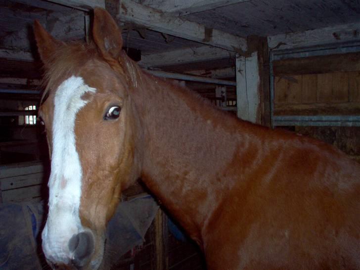 Anden særlig race robin (SOLGT) - jeg fandt dig billede 3