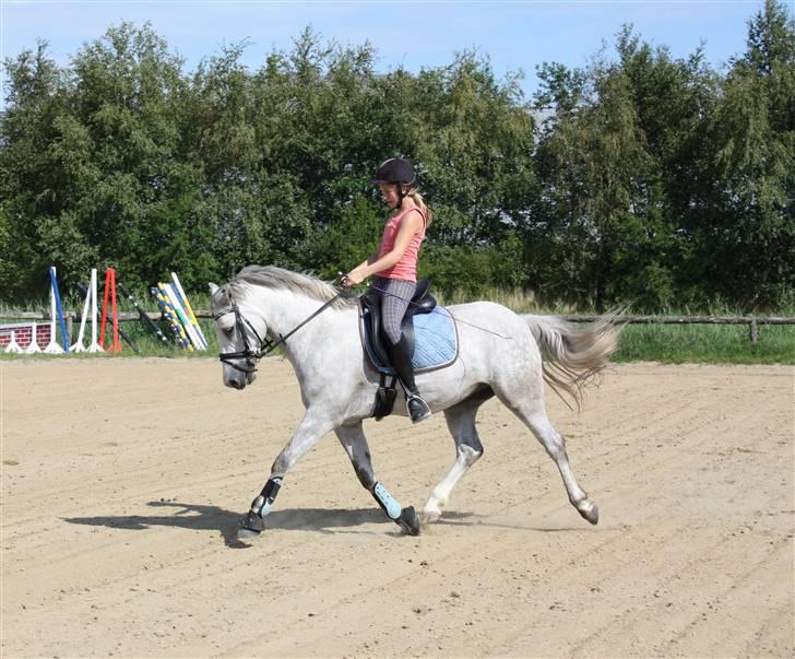 Connemara Banks Miro - Træning sommer 09 :) billede 3