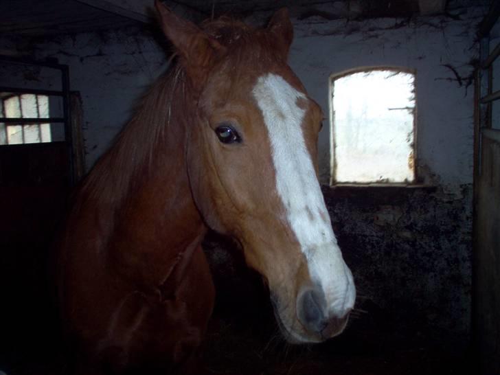 Anden særlig race robin (SOLGT) - .der er lidt mørkt men man kan se det billede 4