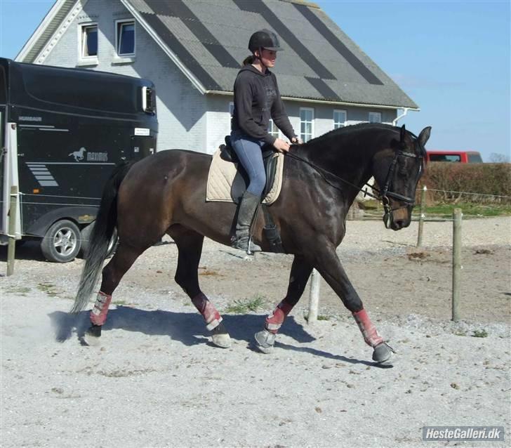 Dansk Varmblod Viento - Dressur træning d. 19/4-08 billede 17