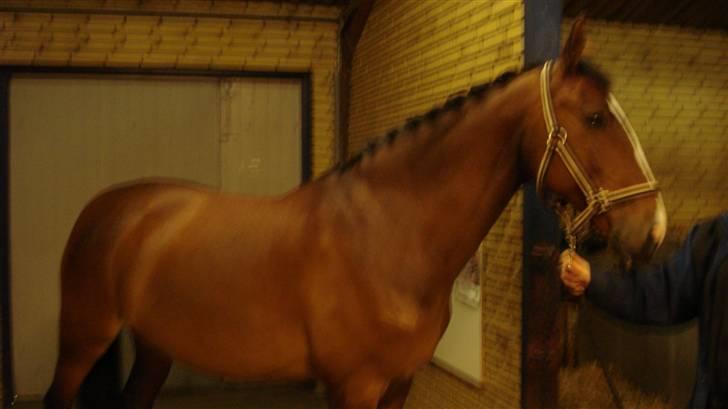 Dansk Varmblod Lavendel (Mouse) - Winnie har flettet....:) billede 1