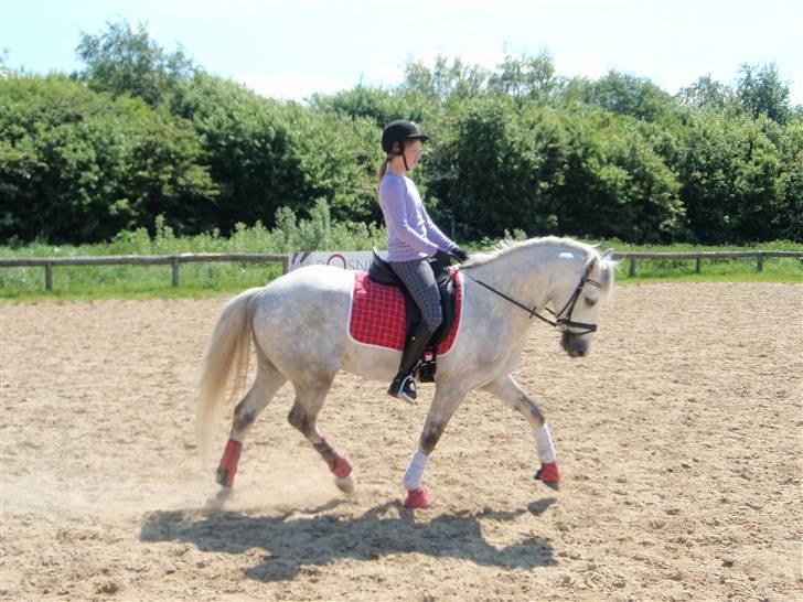 Connemara Banks Miro - Træning d. 30/5-09 billede 4