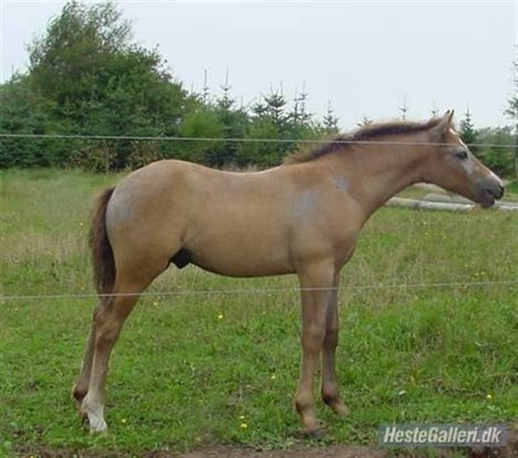 Connemara Banks Miro - Miro som føl. billede 5