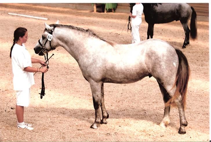 Connemara Banks Miro - Miro til kåring. billede 6