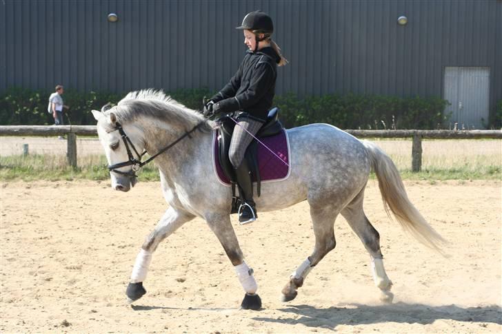 Connemara Banks Miro - Træning d. 18/4-09 billede 7