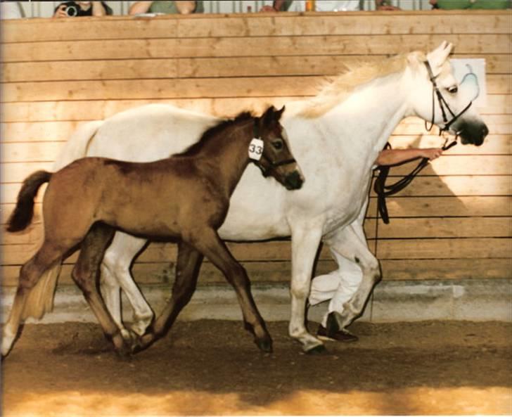 Connemara Banks Miro billede 8