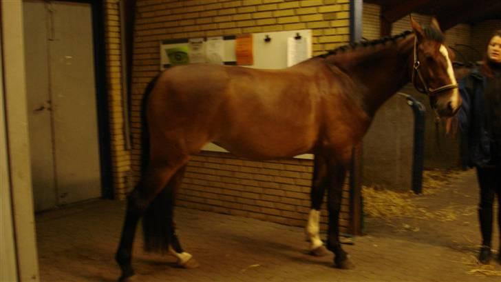 Dansk Varmblod Lavendel (Mouse) billede 2