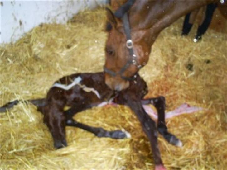 Dansk Varmblod Lavendel (Mouse) - Da Mouse fik føl billede 4
