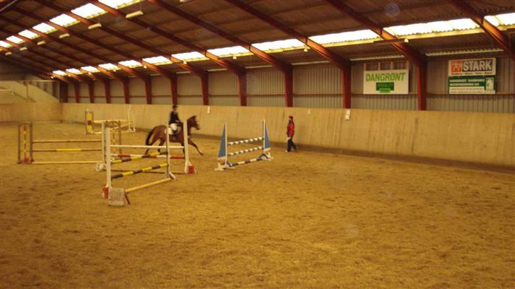 Dansk Varmblod Lavendel (Mouse) - Første stævne billede 5