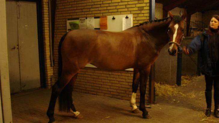 Dansk Varmblod Lavendel (Mouse) billede 6