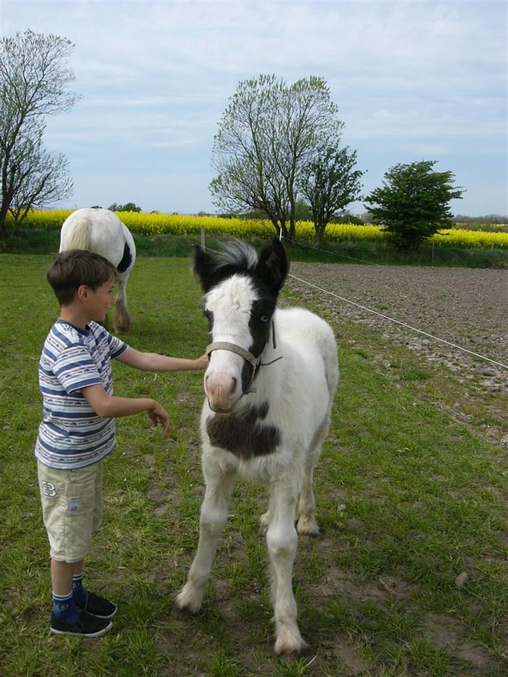 Irish Cob Molan - Det første møde :O) billede 5