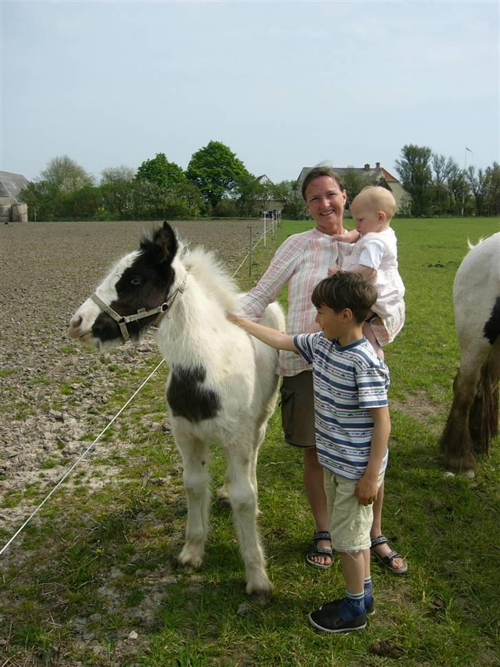 Irish Cob Molan - Forelskelsen var og er total...! billede 6