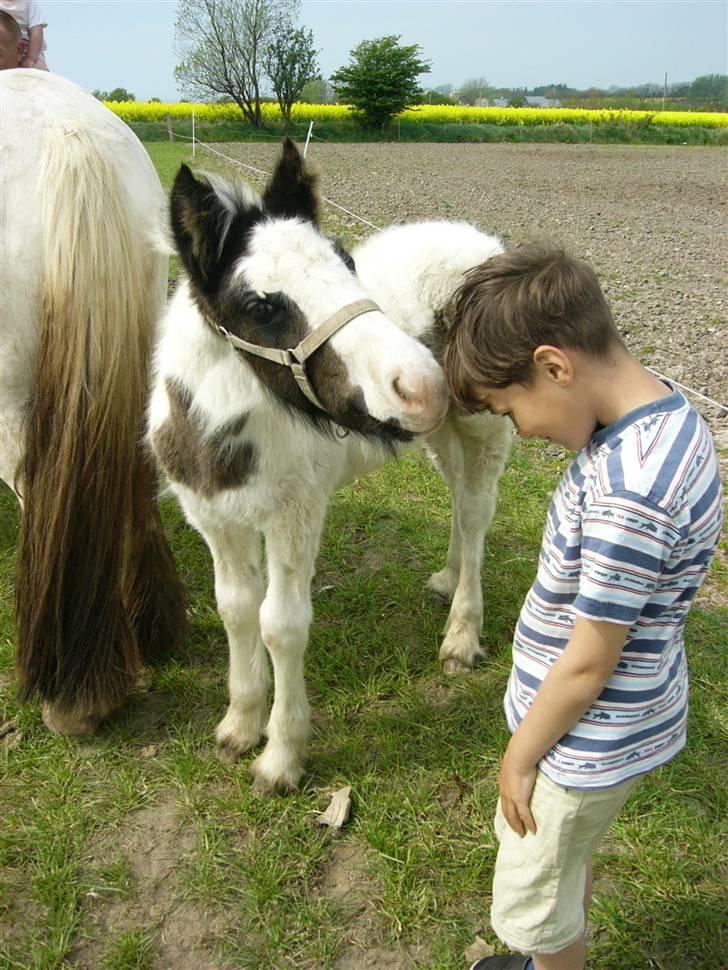 Irish Cob Molan - Molan og Matias - en god kemi mellem hesten og drengen. billede 7