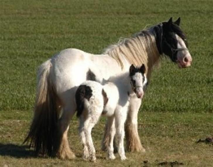 Irish Cob Molan - Molan med sin smukke mor Sharron, på Ærø hos Kit billede 8
