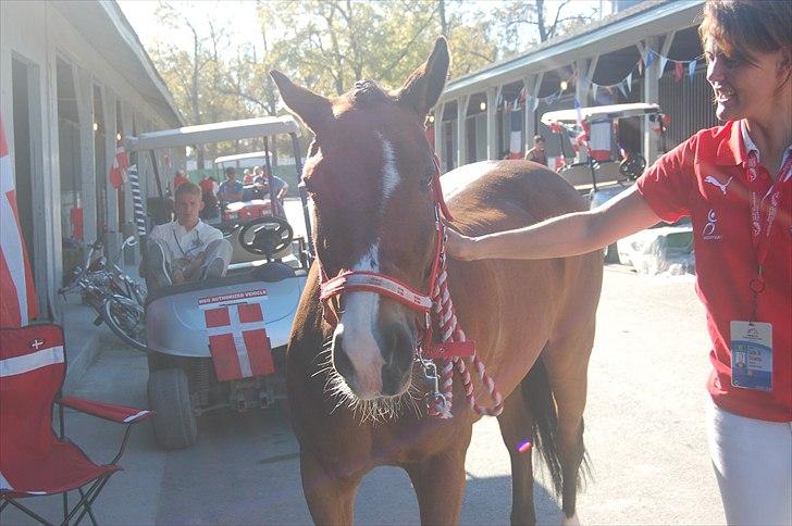 New Forest Labbenhus Snøvs <3 R.I.P :'( - Årrrh min lille prins i Kentucky!! :´D Han er så nuttet!  billede 4