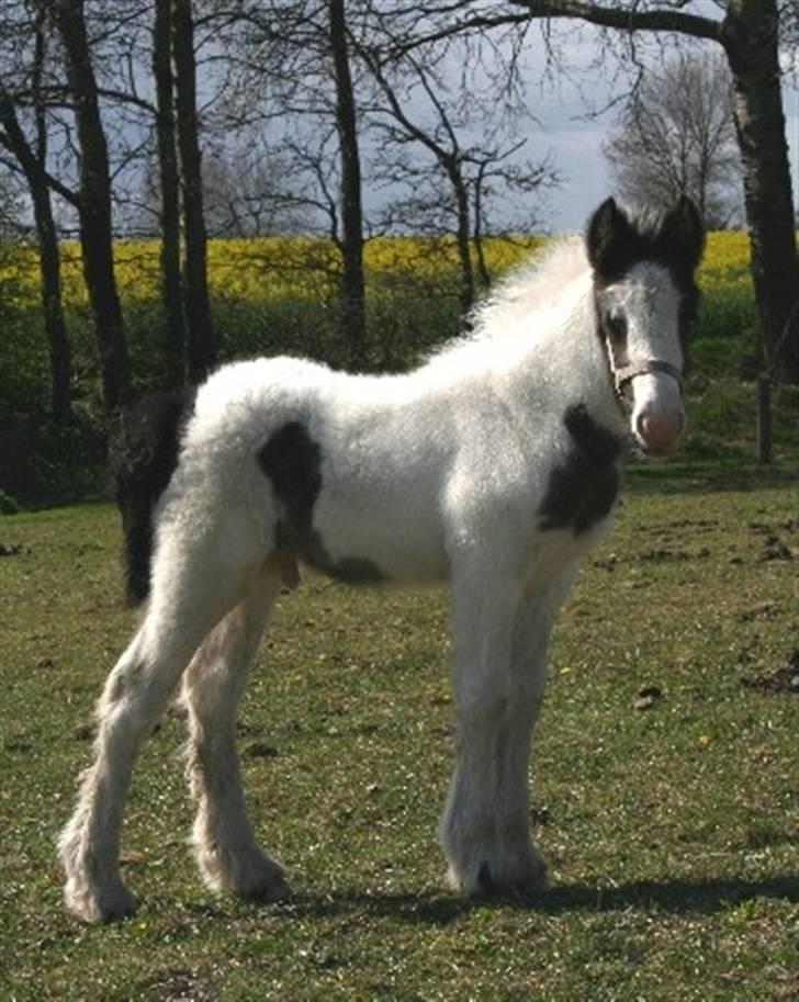 Irish Cob Molan - Molan - 1 måned gammel og bare så dejlig. billede 9