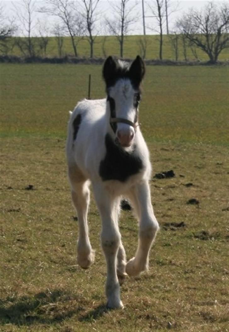 Irish Cob Molan - kun en uge gammel.... billede 10