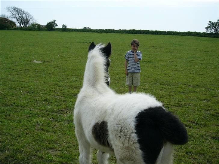 Irish Cob Molan - drengen og hesten. billede 11