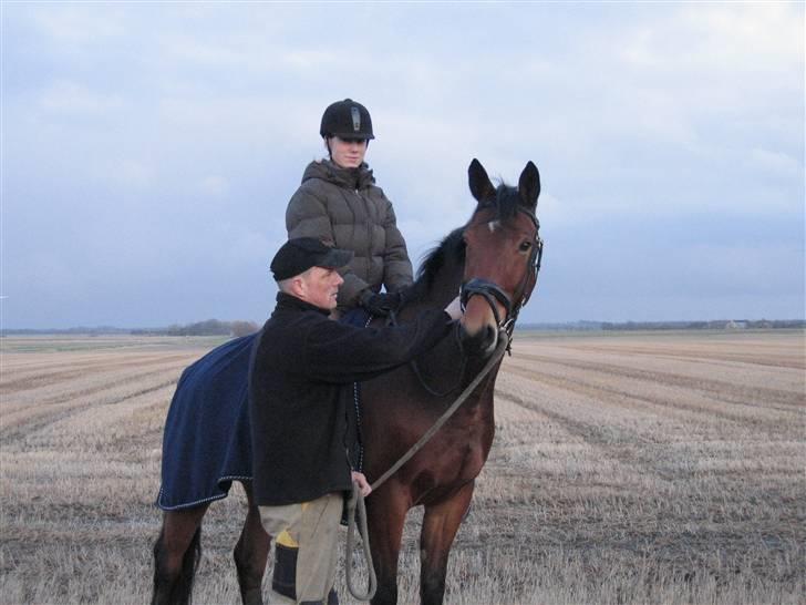 Hollandsk Varmblod Stifler - *nyt* Taget d. 9 marts efter vi har været ude og ride tur :D  billede 10