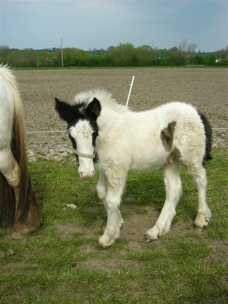 Irish Cob Molan - Tryg hos mor Sharron. billede 12