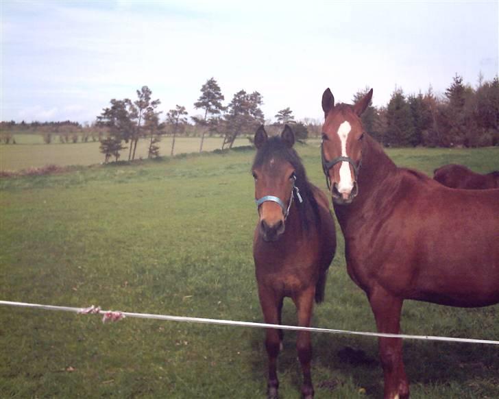 Anden særlig race Bacardi - En ung Bacardi sammen med Blazing Star billede 6