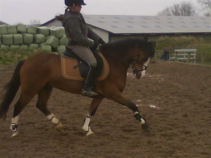 Welsh Pony (sec B) Fokus | B-pony | SOLGT! - lidt dressur kan springponyen <33 ILU billede 7