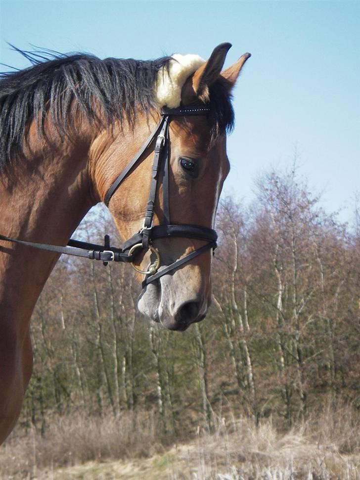 Dansk Varmblod leonilla billede 1