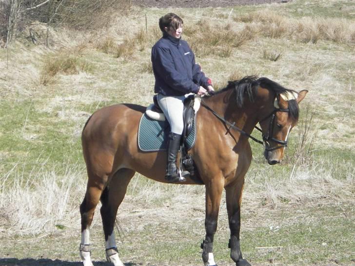 Dansk Varmblod leonilla billede 5